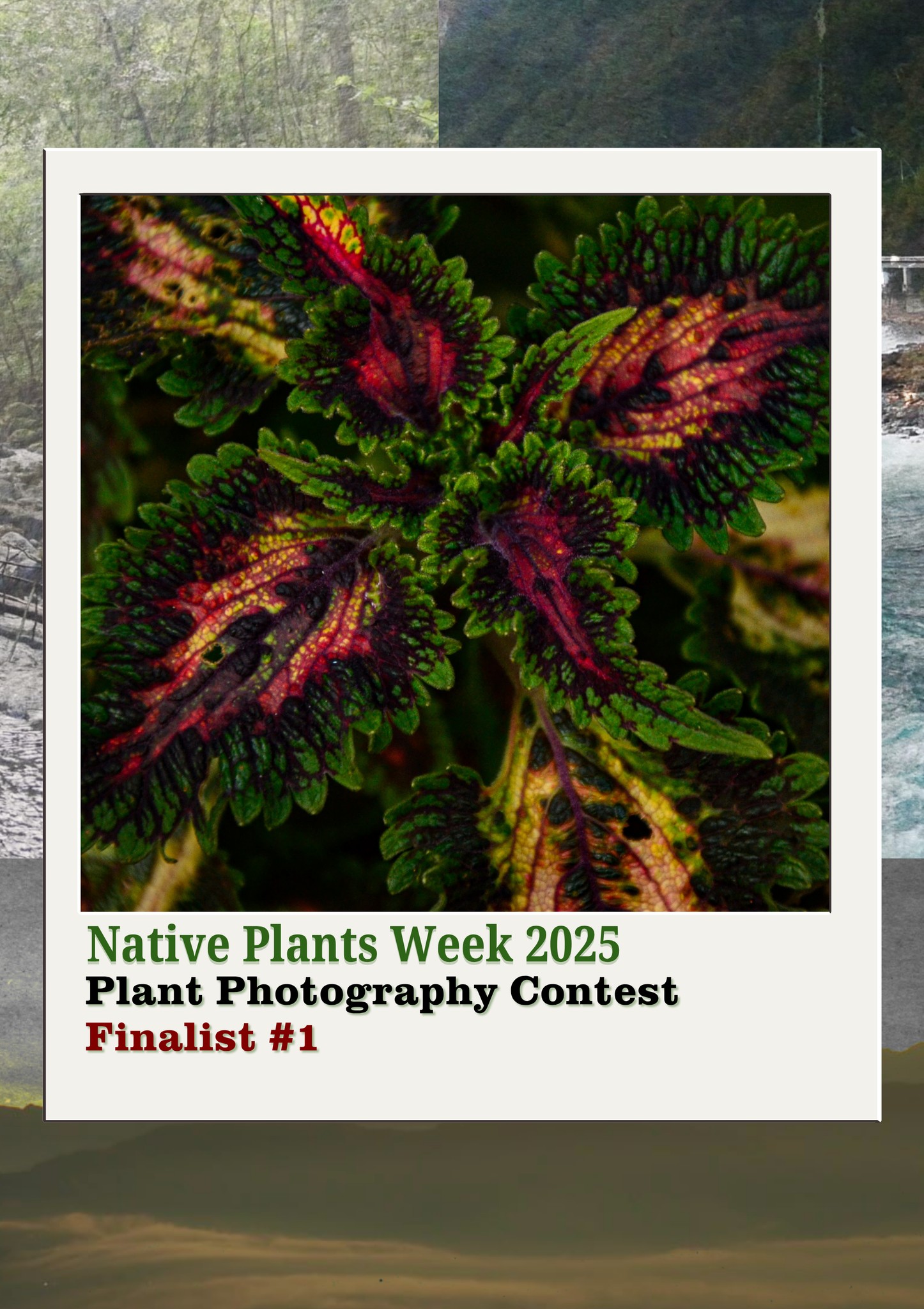 UPB Native Plants Committee