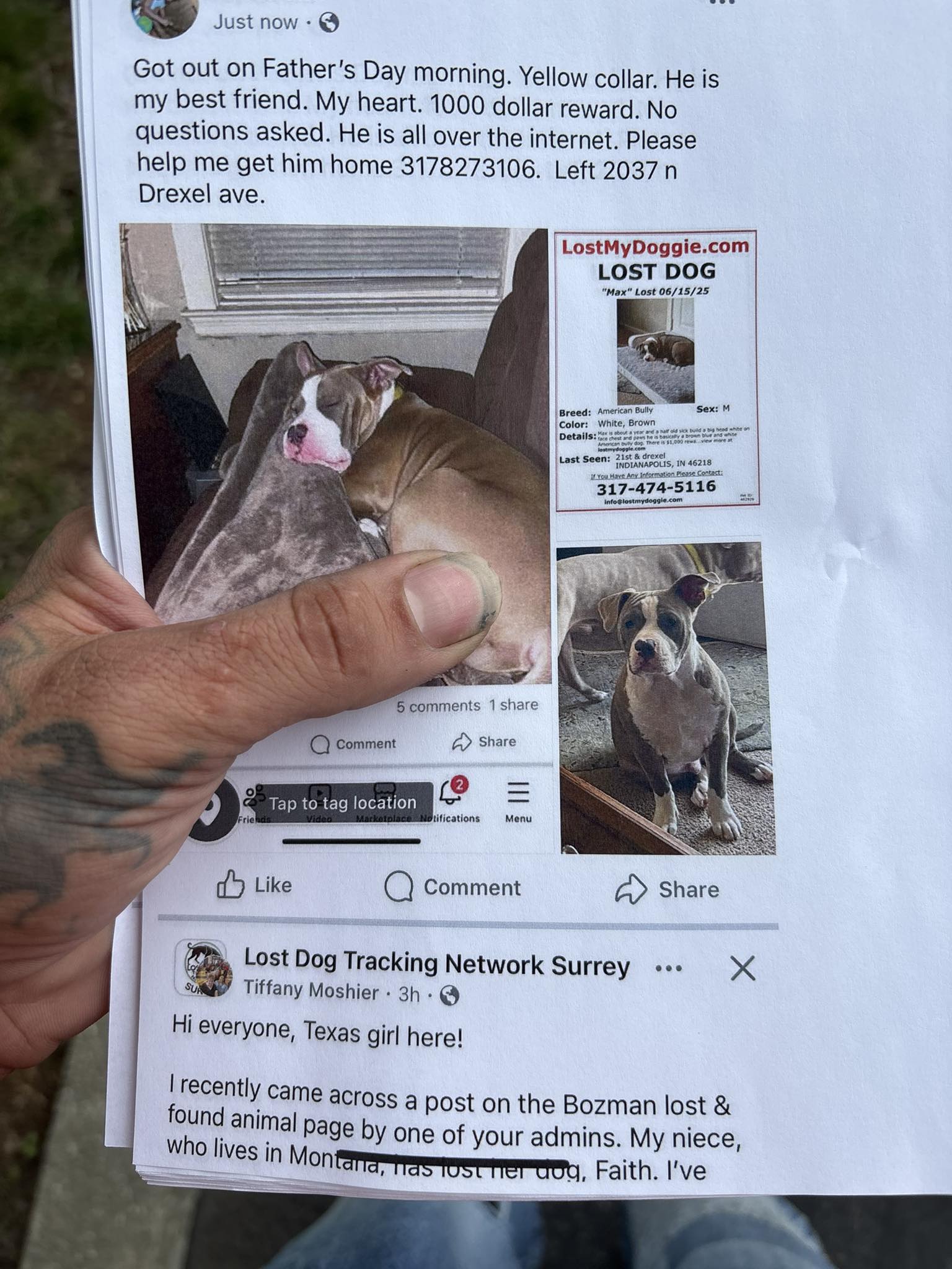 Lost dog with yellow collar, $1000 reward offered