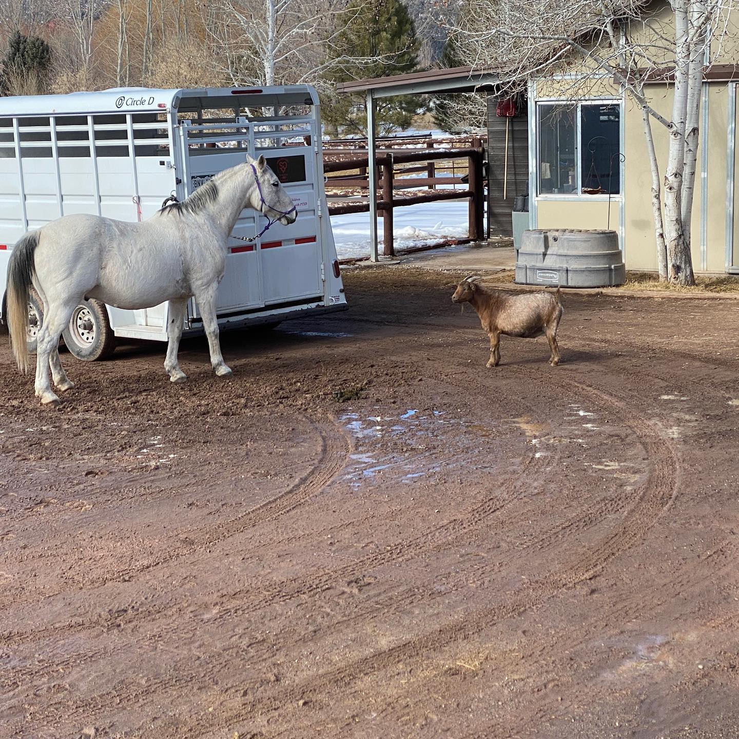 Smiling Goat Ranch added a new photo... - Smiling Goat Ranch