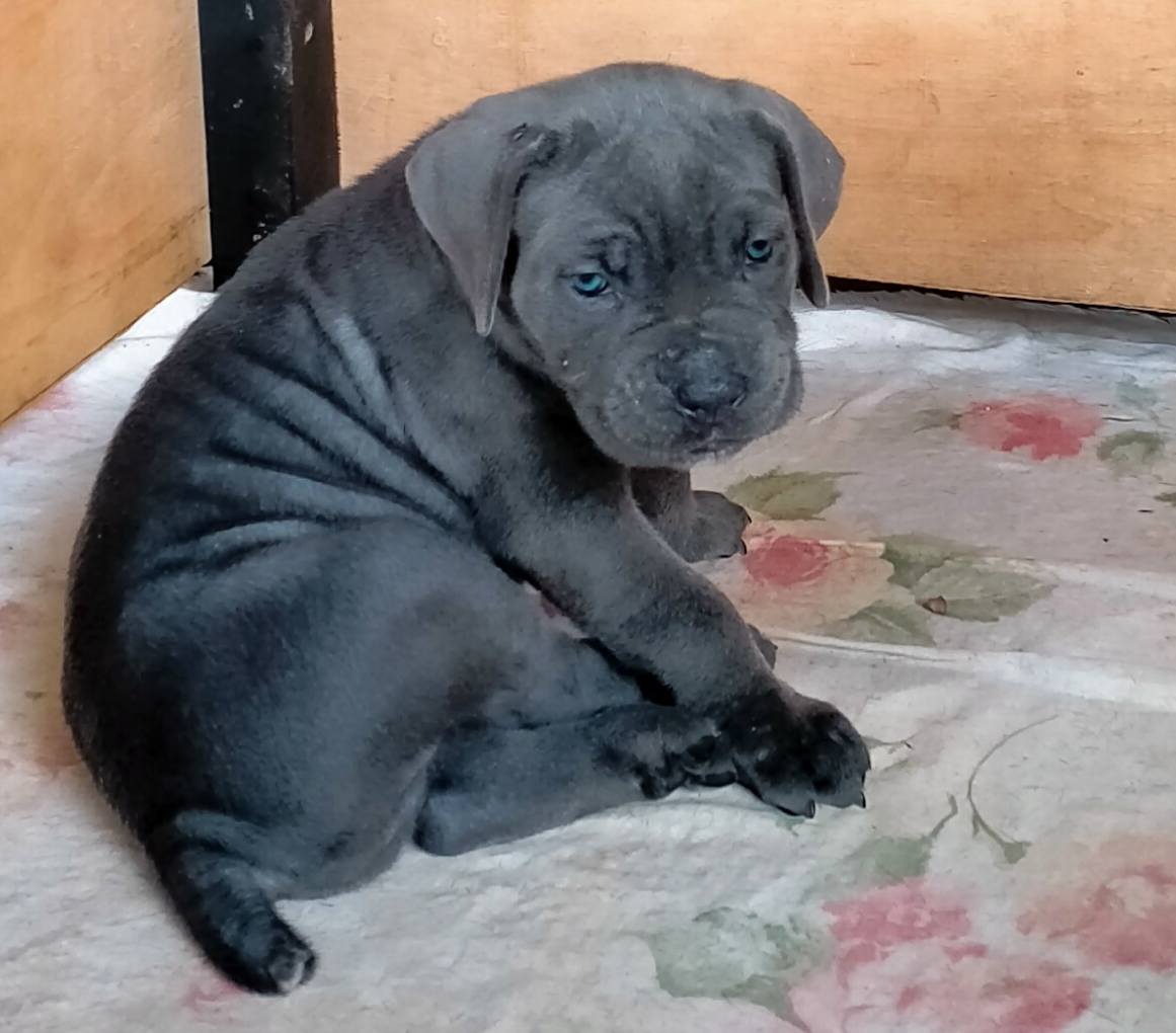 Cane Corso. Sri Lanka | Colombo