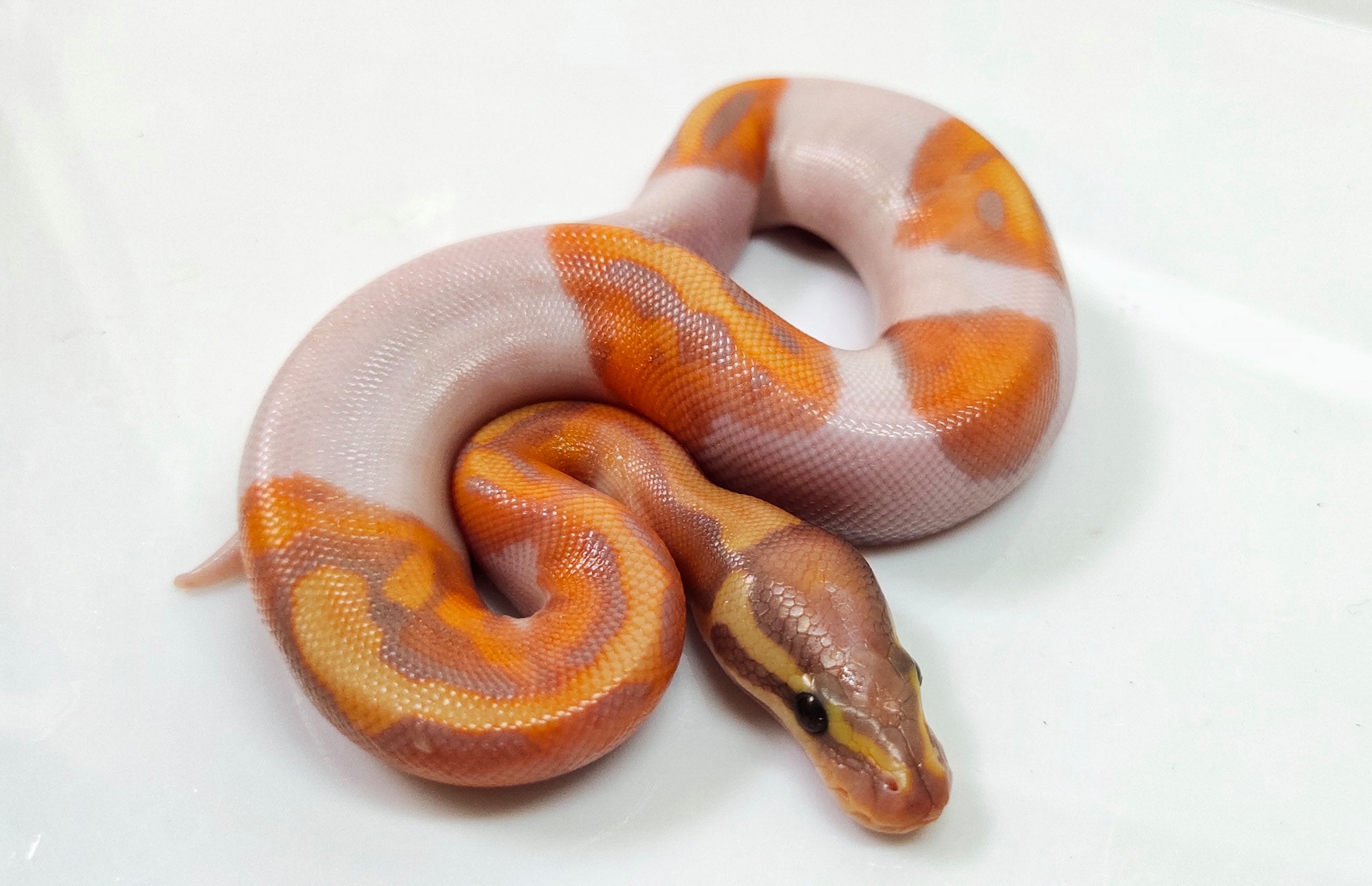 Snake Gentleman - ปิดหมด😁 ครอกนี้ติดสองพ่อ [CG...