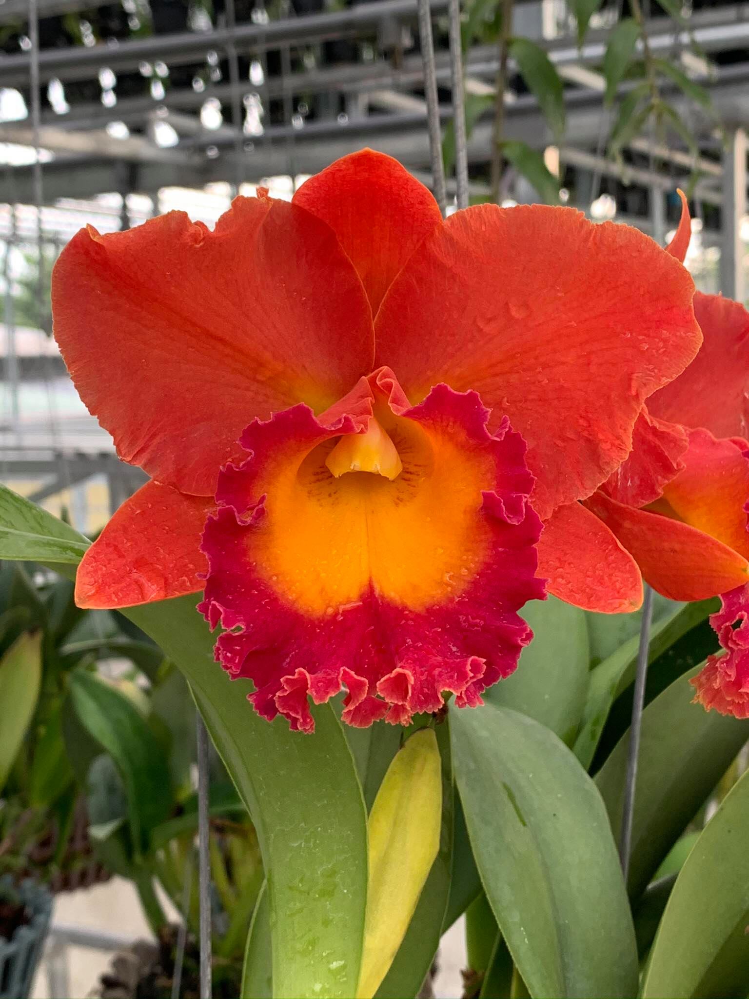 Rlc. Nakornchaisri Delight x Rlc. Siam Red