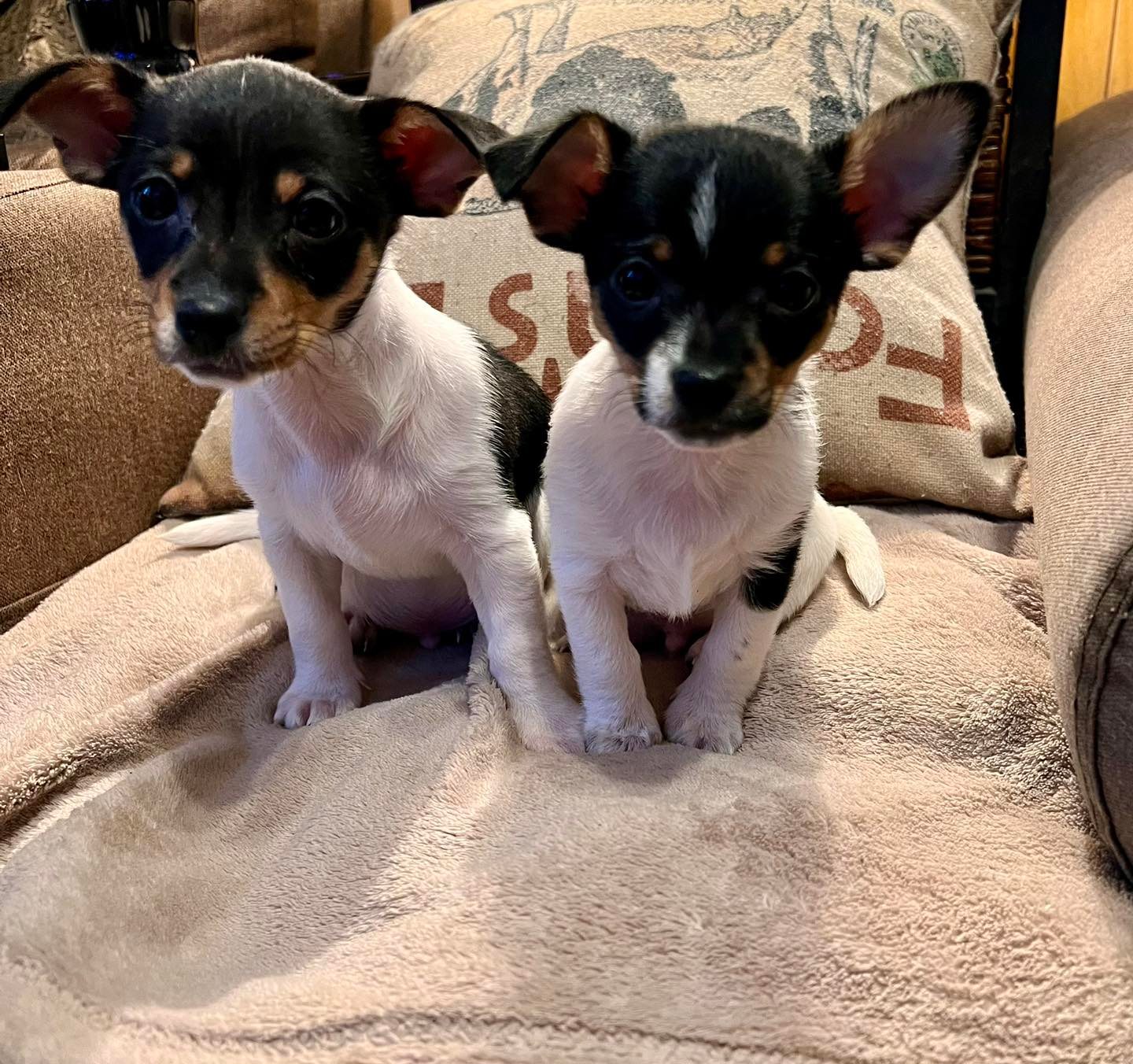 ADOPTED Meet Reptar and... - Sandy Paws Rescue Inc.