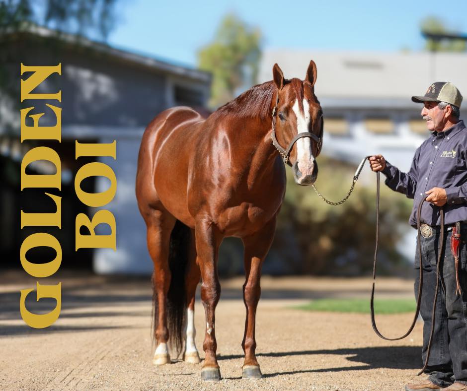The wait won't be long — Golden Boi's first babies hit the track