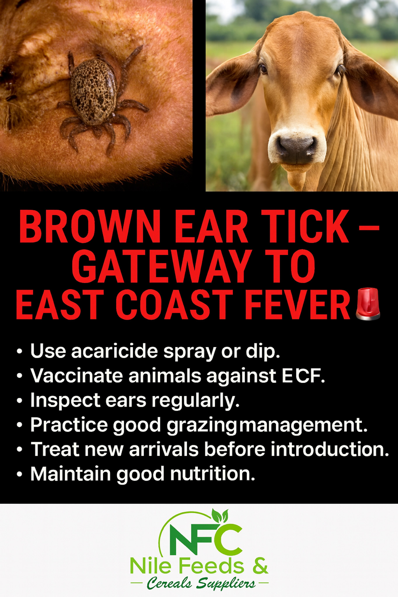 Nile - 🚨 BROWN EAR TICKS IN CATTLE – WHAT EVERY FARMER AROUND THE WORLD ...
