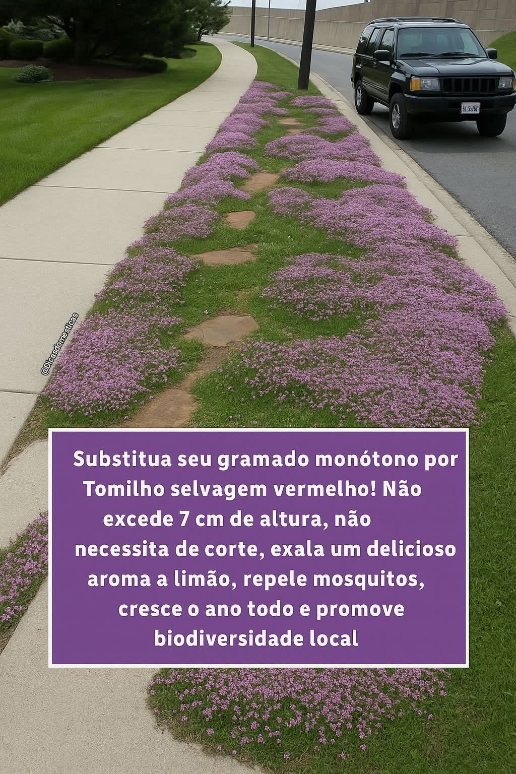 Dicas - Essa Plantinha Vai Aposentar Sua Grama! 🌿🚫 Cansado de cortar ...