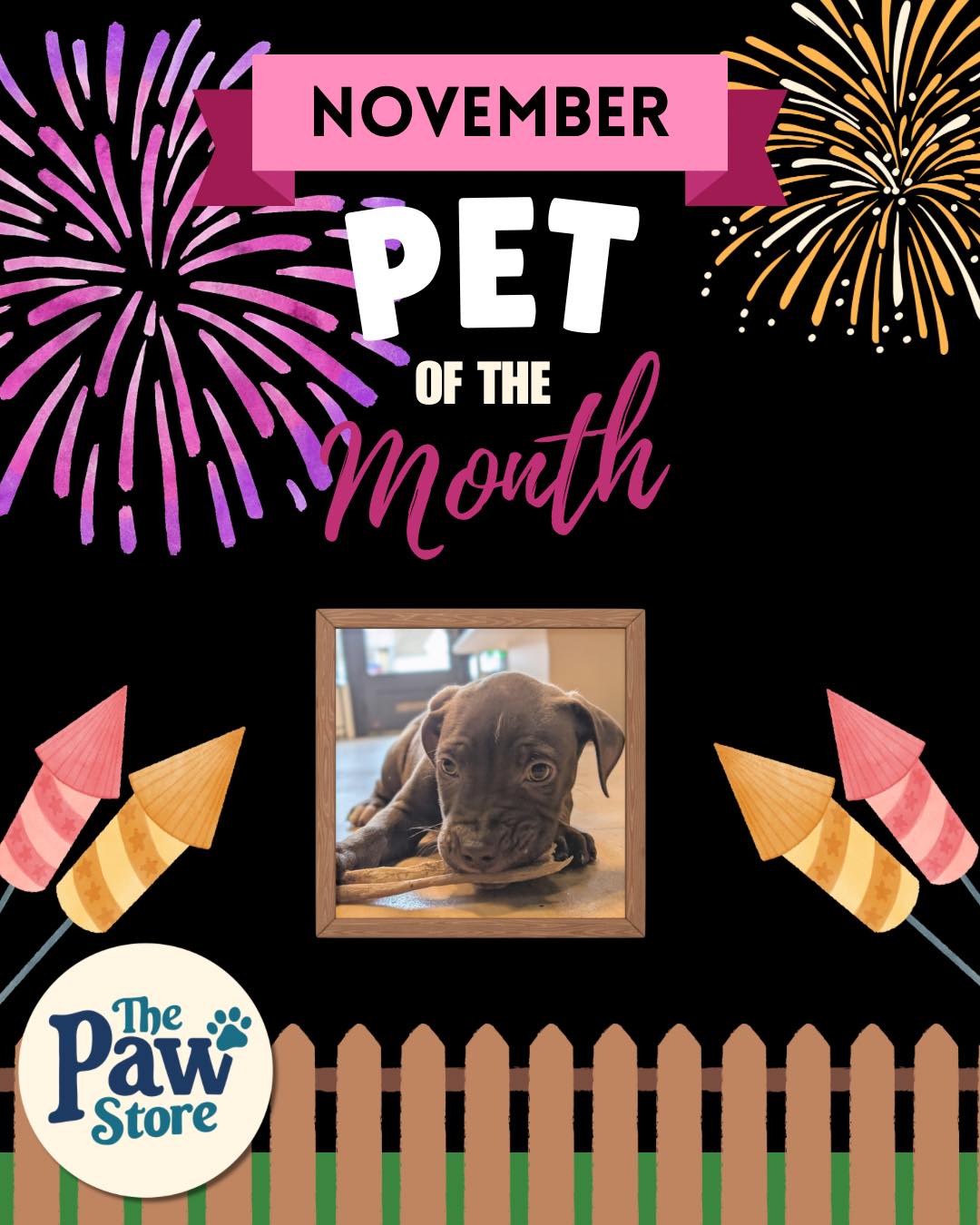🎉 NOVEMBER PET OF THE MONTH! 🎉... - The Paw Store Baldock | Facebook