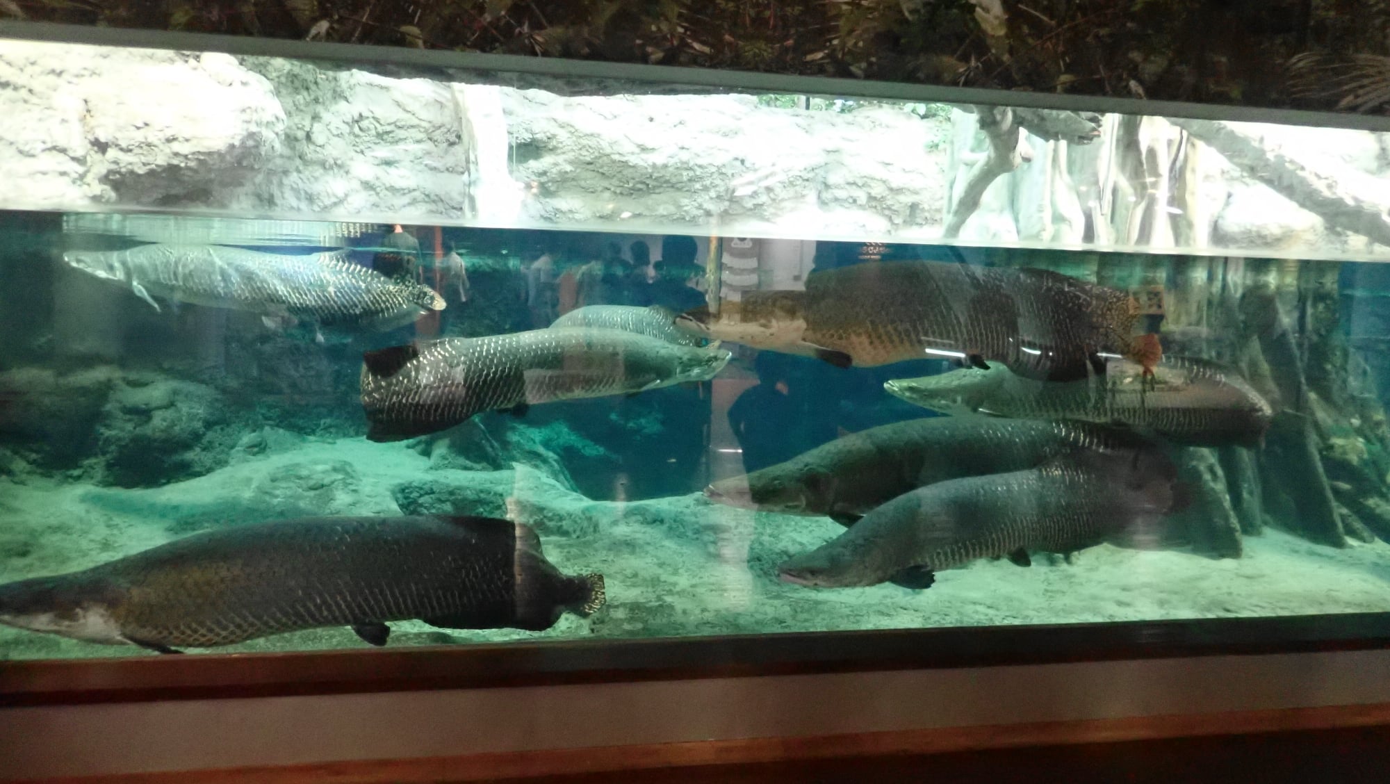 いおワールド かごしま水族館 いおワールド ピラルクーのコーナーにあるレプリカのサイズは2 5ｍ Facebook