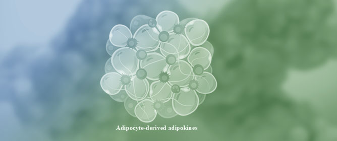 Biomolecules - 📊 Understanding the Role of Adipokines in ...