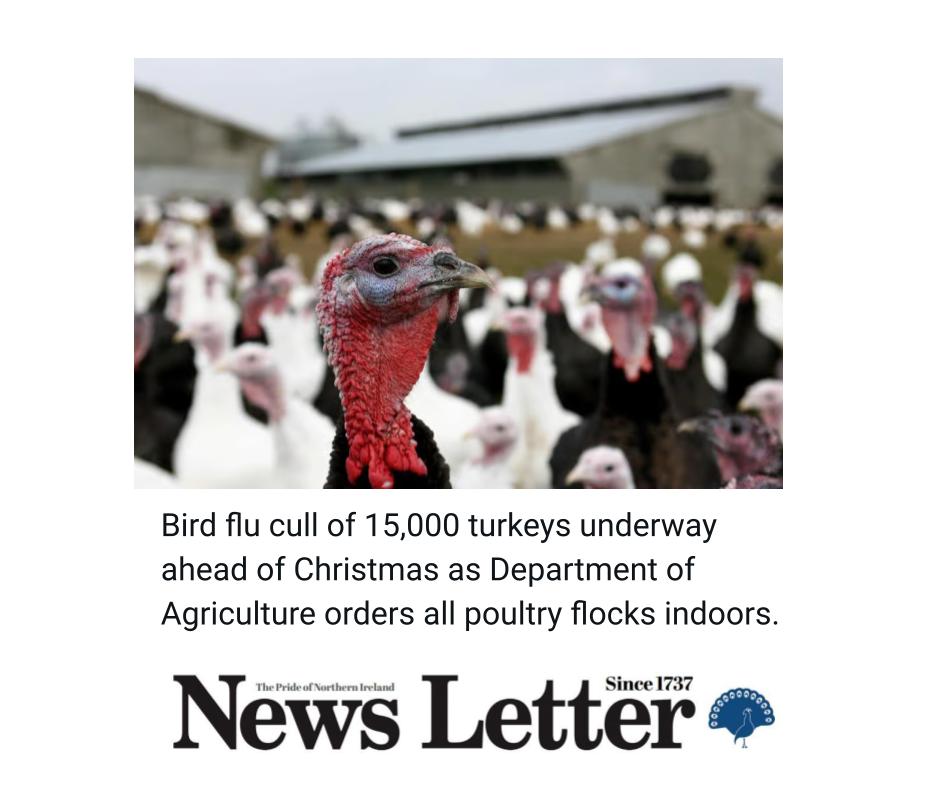 News - Bird flu cull of 15,000 turkeys underway ahead of Christmas as ...