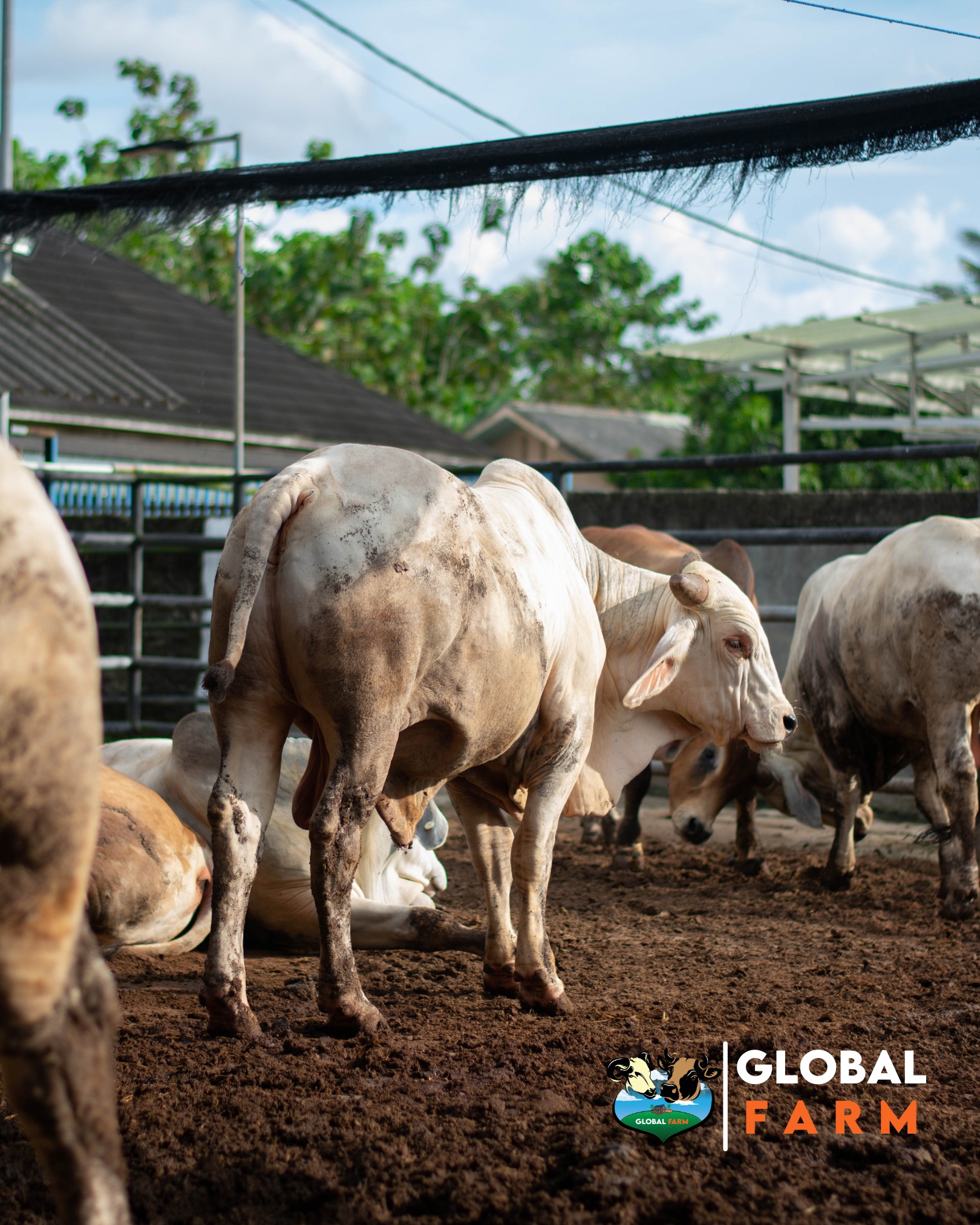 Global Farm - Berjemur siang-siang supaya terhindar dari penyakit 💪👍 ...