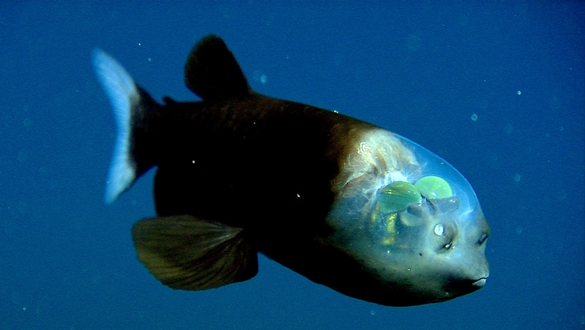 Bury - Fish of the week: This week's fish is also known as the ...