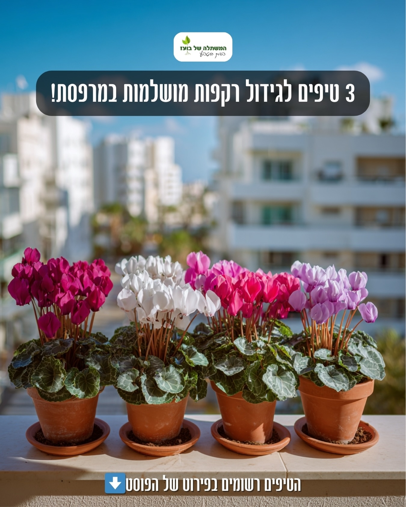 המשתלה - לגדל רקפות במרפסת זה לא מסובך , הנה כמה דברים חשובים שאתם ...