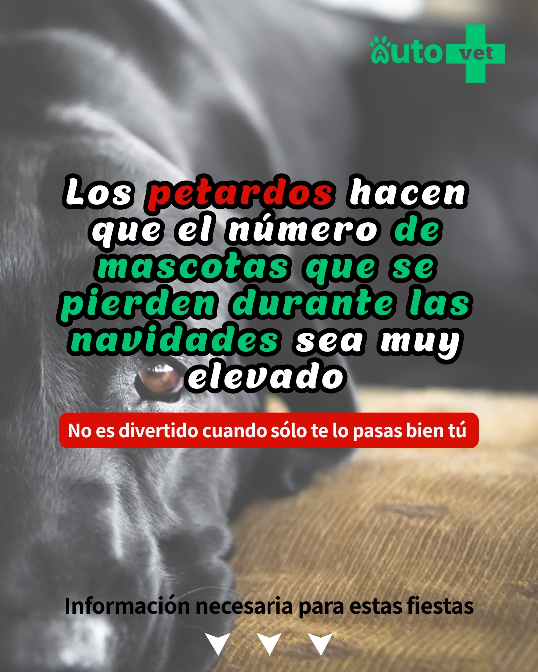 Autovet - ¿Sabías que hay una raza de 𝗺𝗶𝗰𝗵𝗶𝘀 𝗾𝘂𝗲 𝗻𝗼 𝘁𝗶𝗲𝗻𝗲𝗻 𝗰𝗼𝗹𝗮?🤭 Del ...