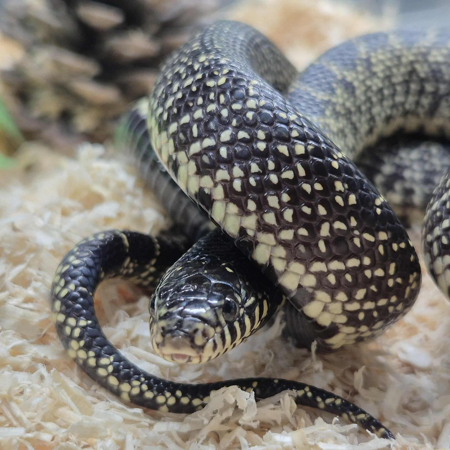 Curated visual reference: Exotics Desert King Snake How Beautiful Is This Snake These Photo Inspiration