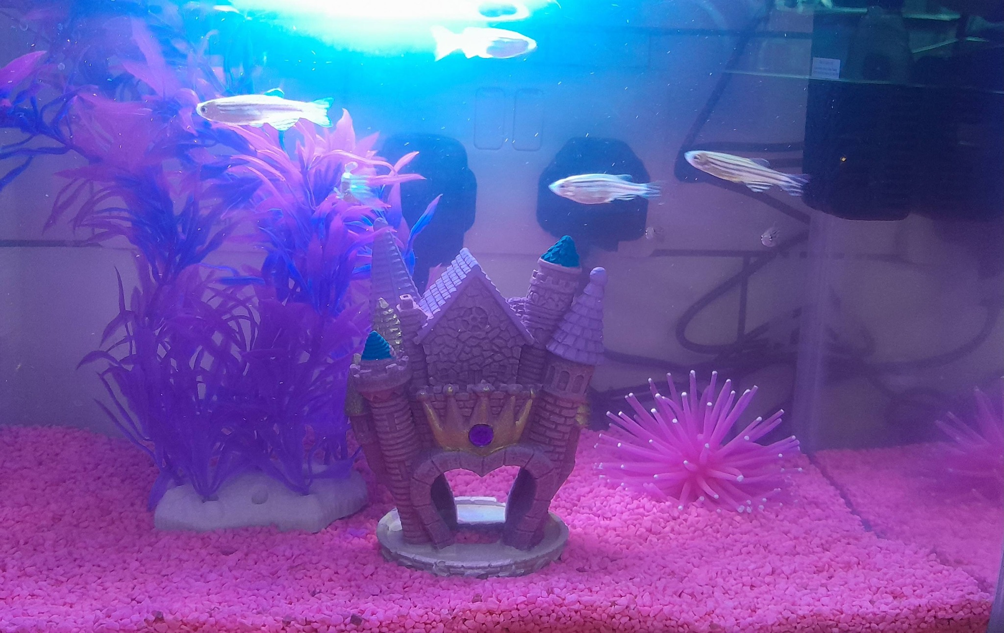 fish tank accessory crossword Puzzles for a Fisherman: Fishing Themed Art Interior. Fun, Easy to Hard Words for Fishermen of ALL AGES. Rod & Reel Line: Ink., Designer: 9798657730784 Books Photos: Longhorns coach Tom Herman's