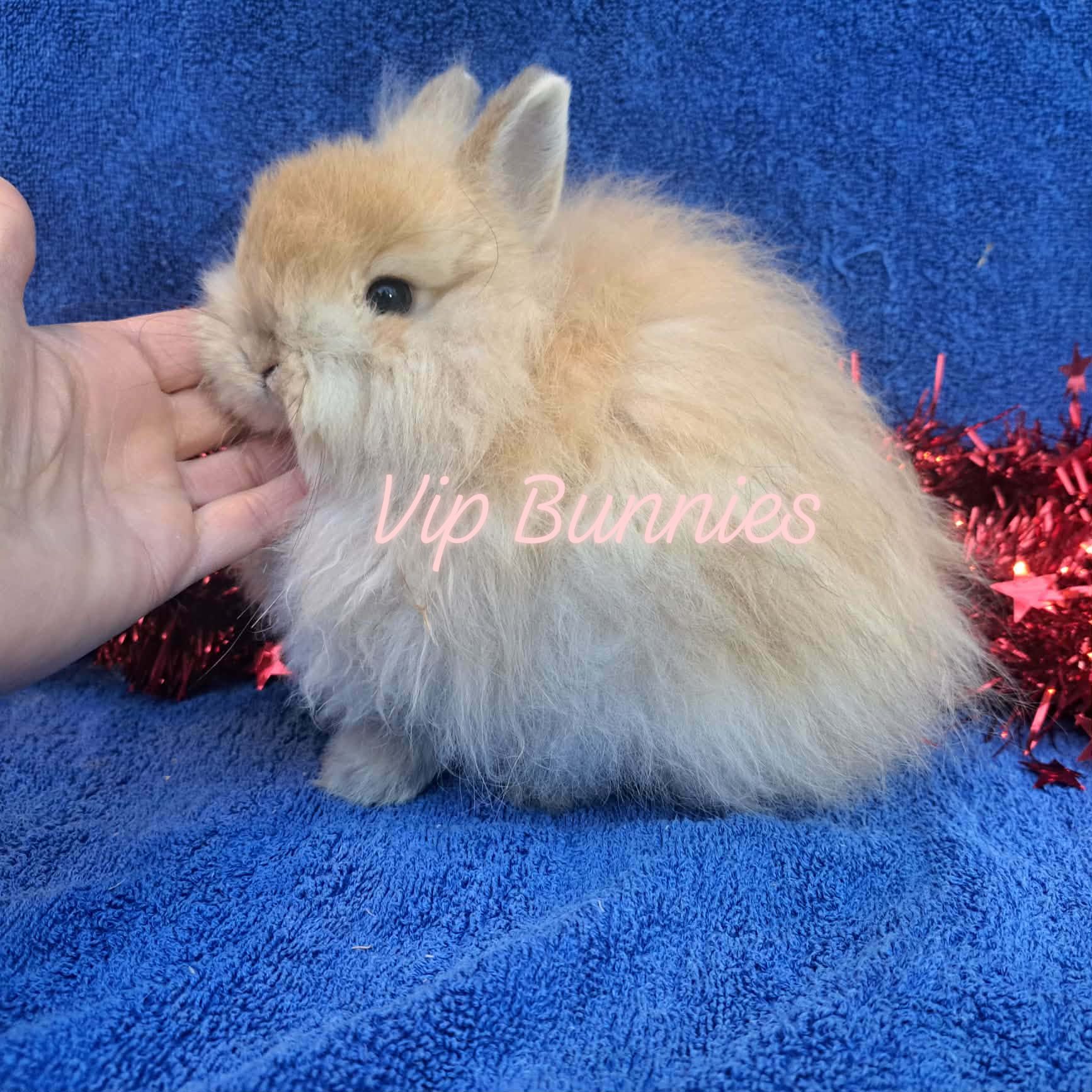 Orange Netherland Dwarf Rabbits