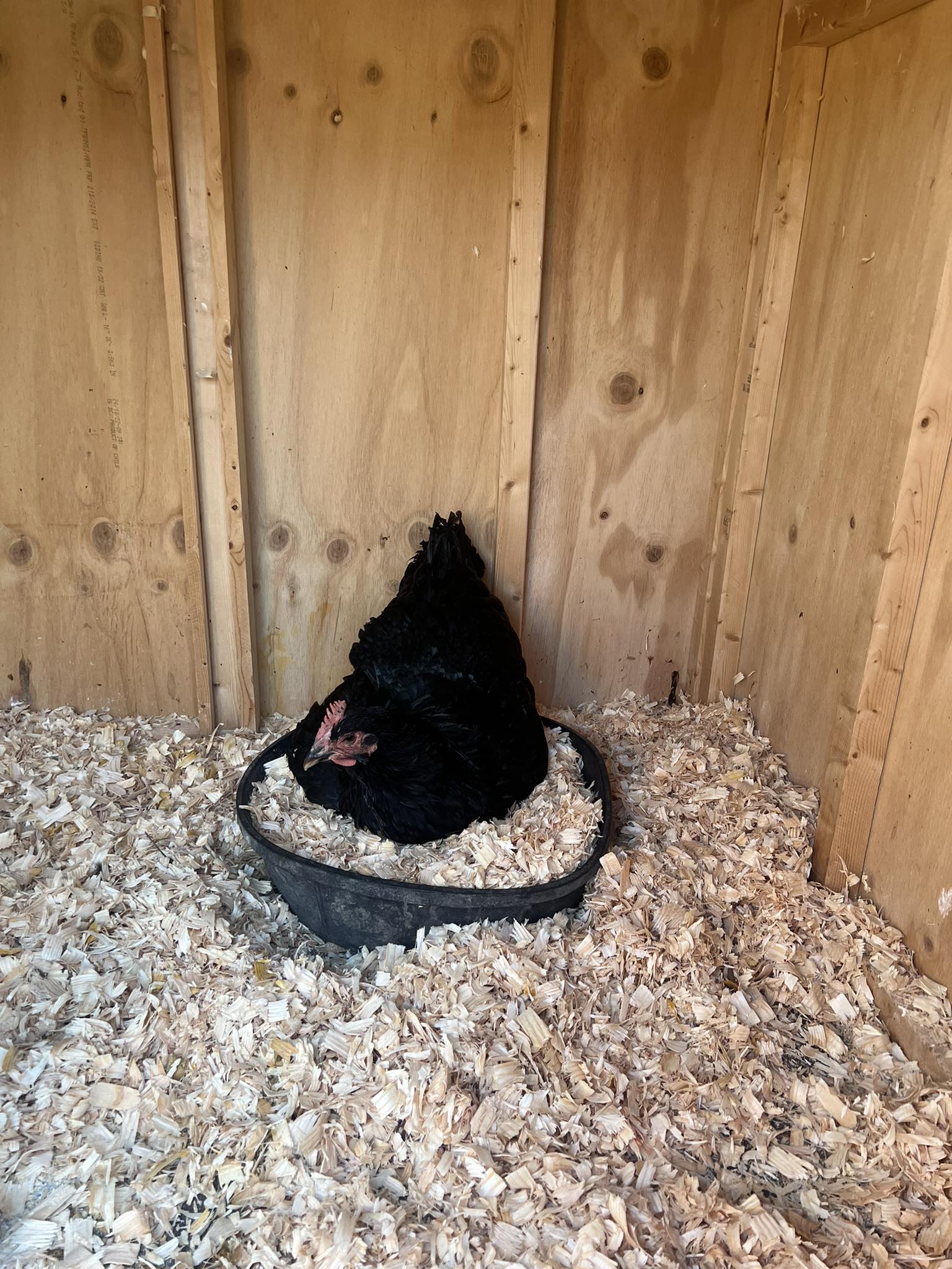 History - This hen has been very broody for a long time. We gave in and ...