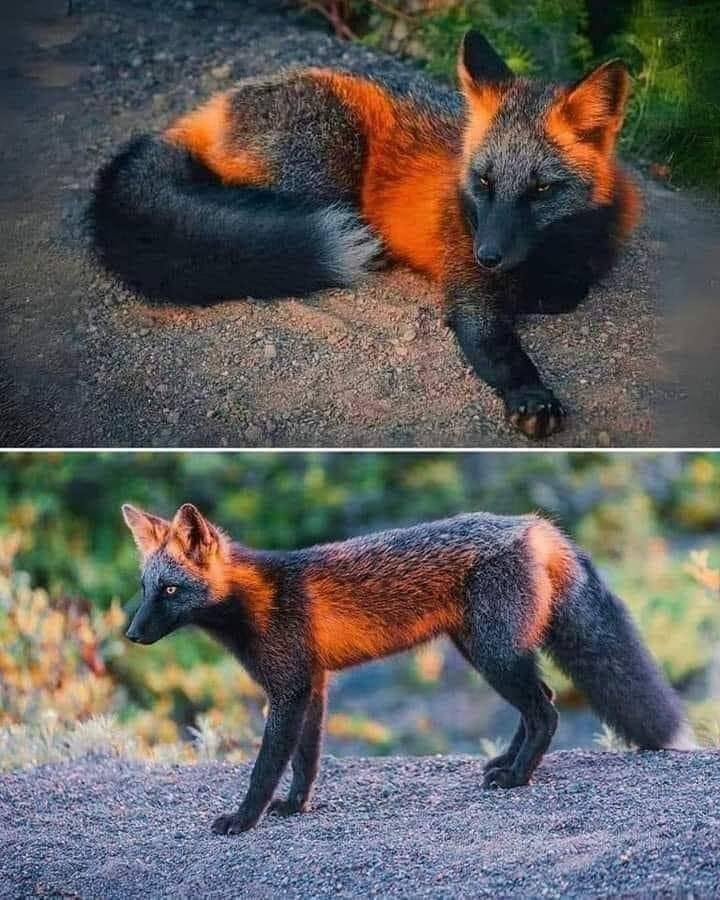 Beauty - Fire Fox: One of the RAREST Animals on Earth! 📸 ️‍🔥 The Fire ...