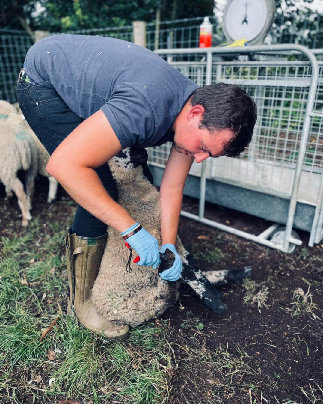 Sheep Support Services | Berkhamsted