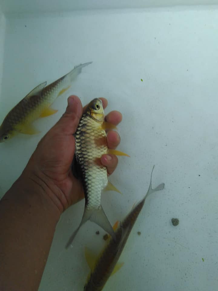 Ikan Krai Kunyit Sungai Kuala Krai Ikan Hiasan Krai Park Facebook