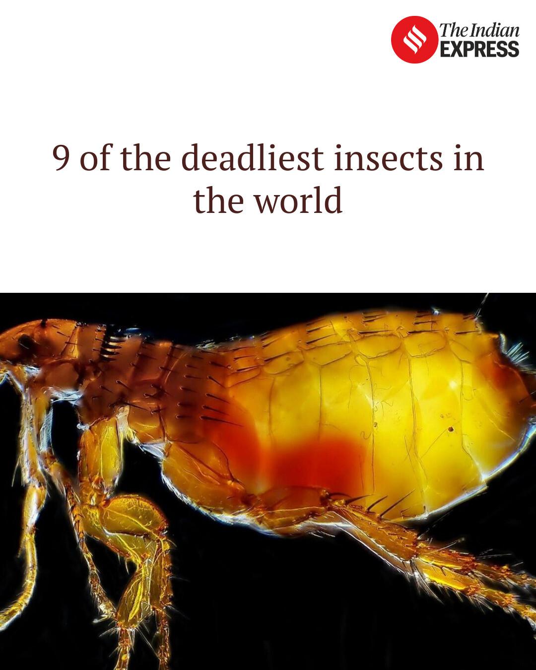 Indian Express - 9 of the deadliest insects in the world | Facebook
