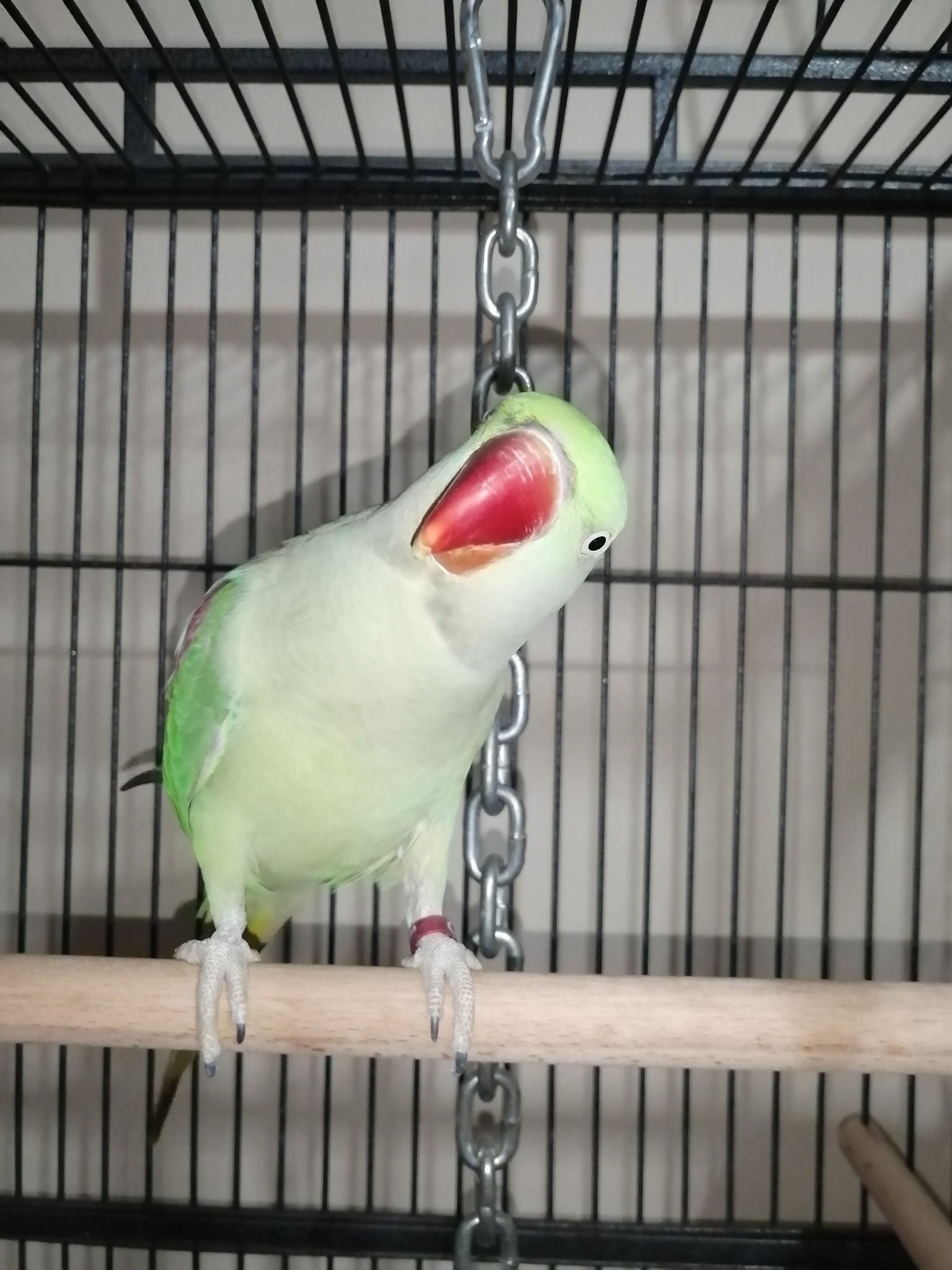 Pigeon Mustafa Arabacı