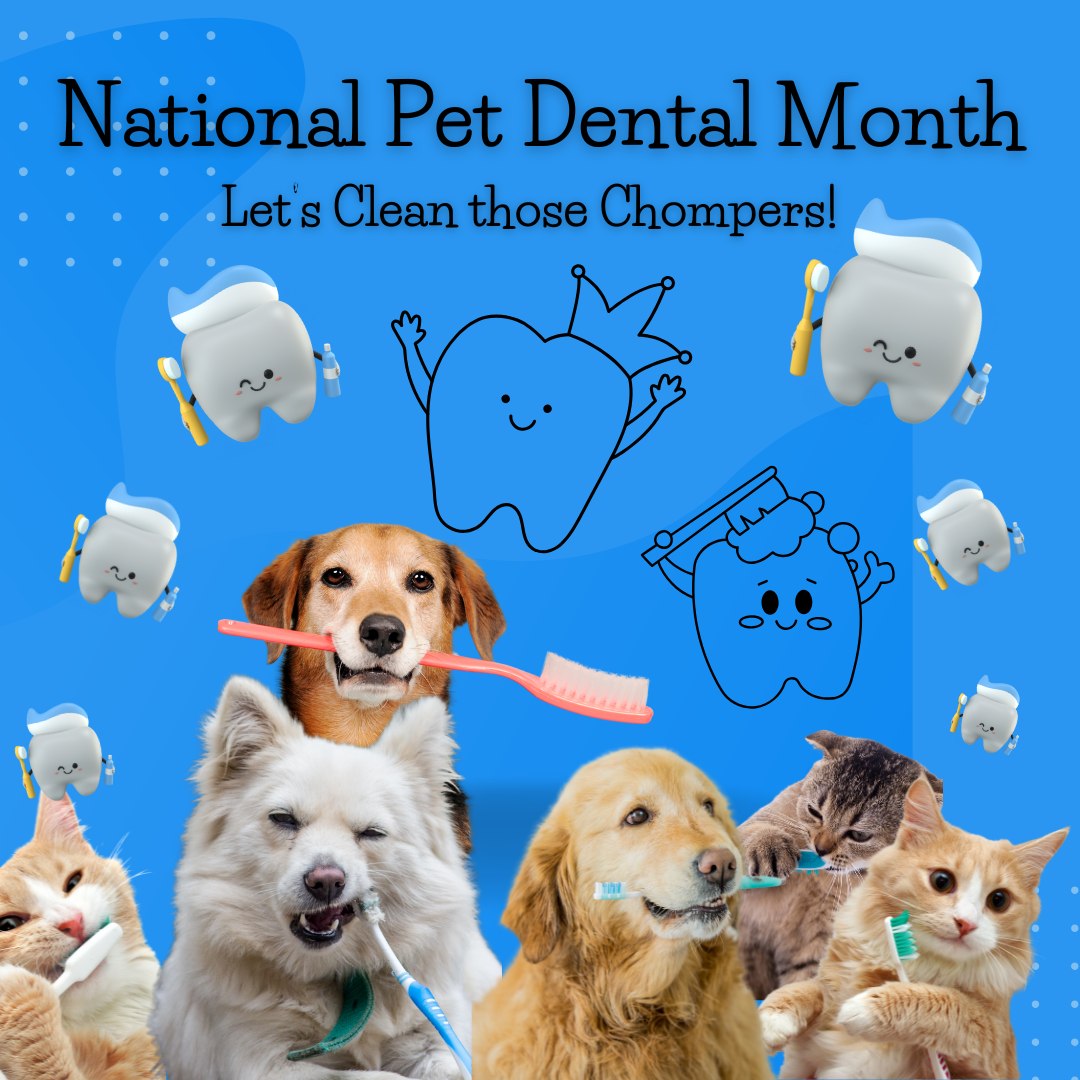 VCA - February is National Pet Dental Health Month, sponsored by the