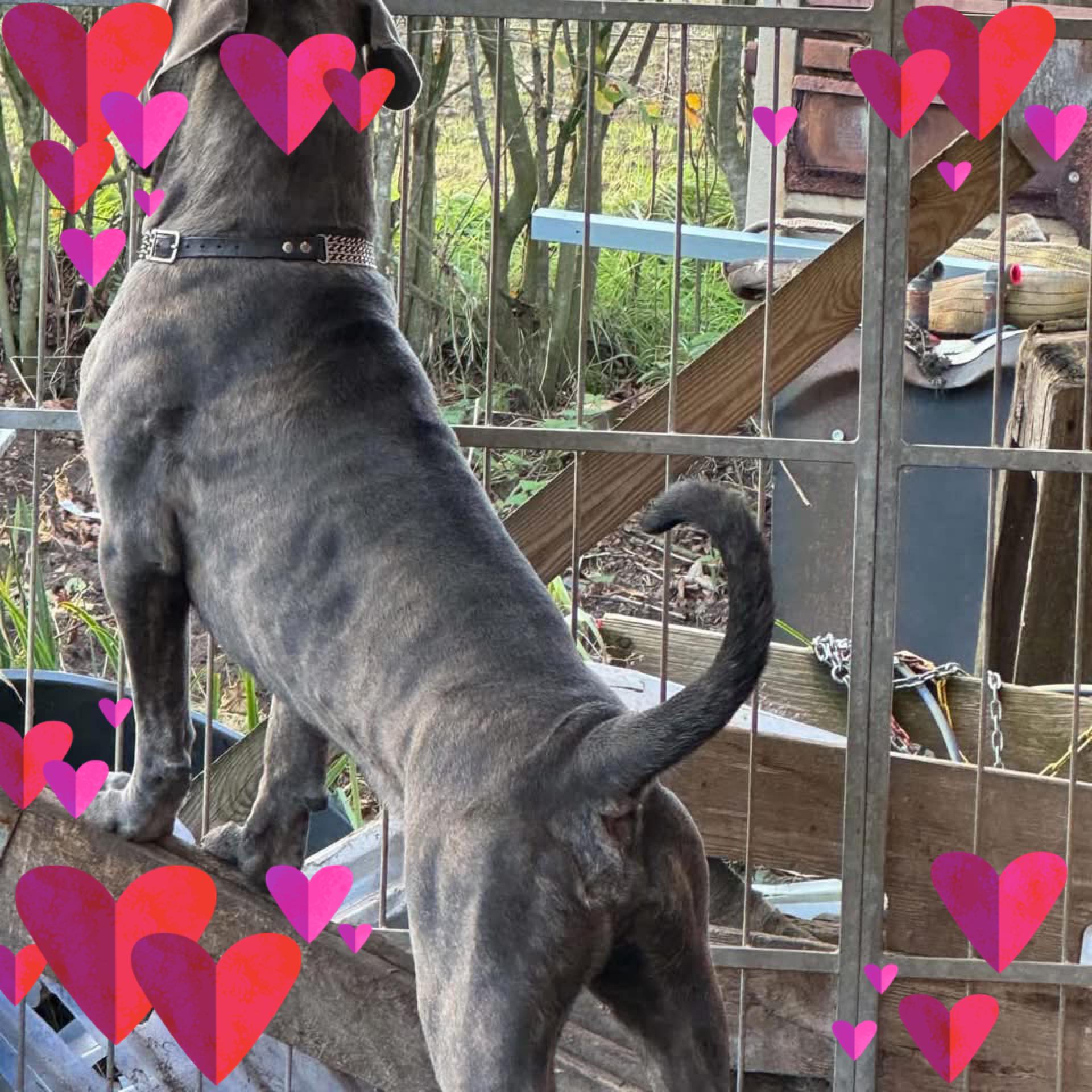 Cane corso or MIX? | Facebook