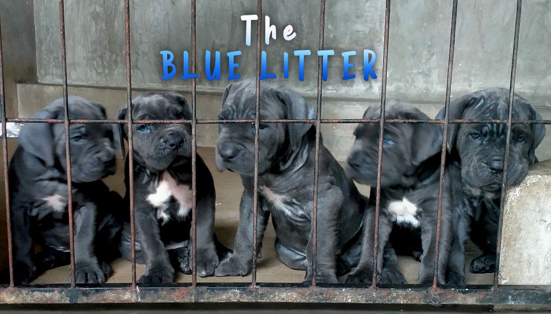Cane Corso. Sri Lanka | Colombo