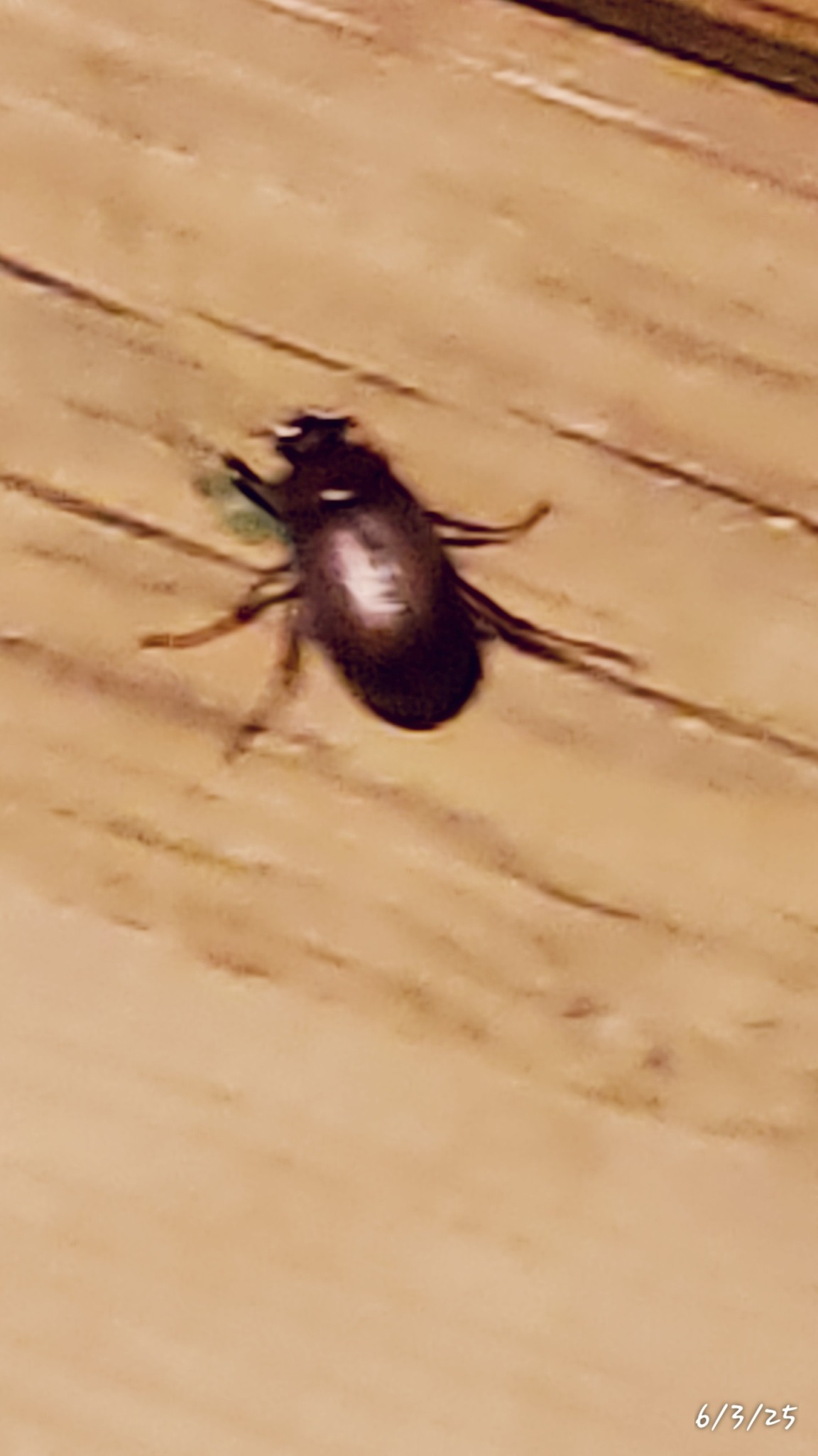 What kind of bug is this and how to get rid of it?