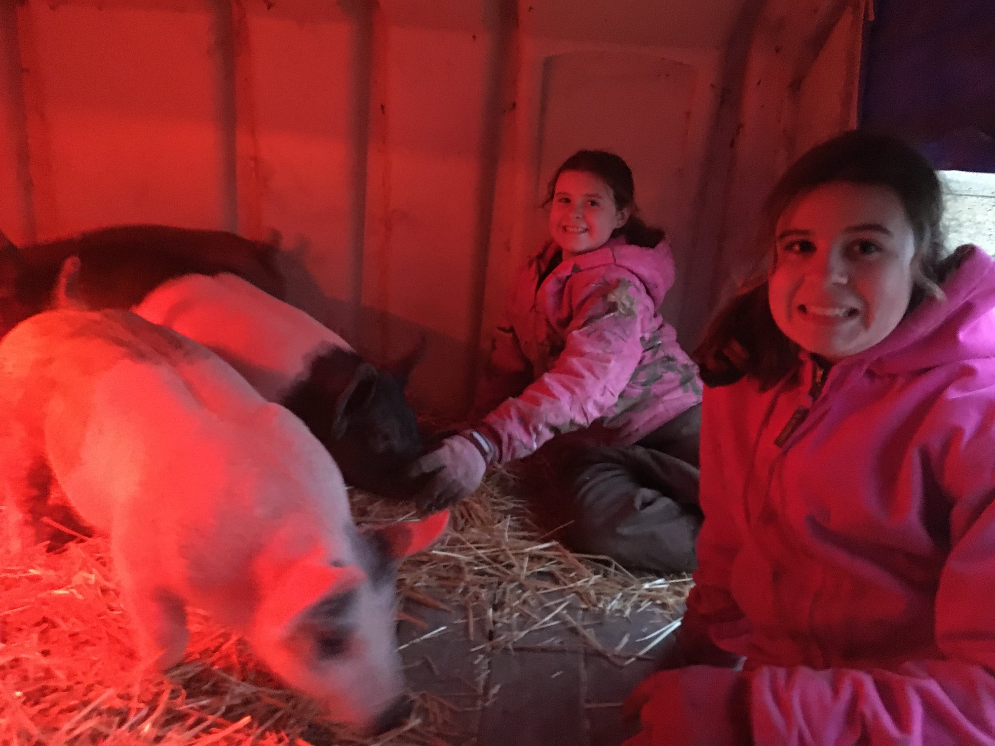 Karcher Family Market Hogs