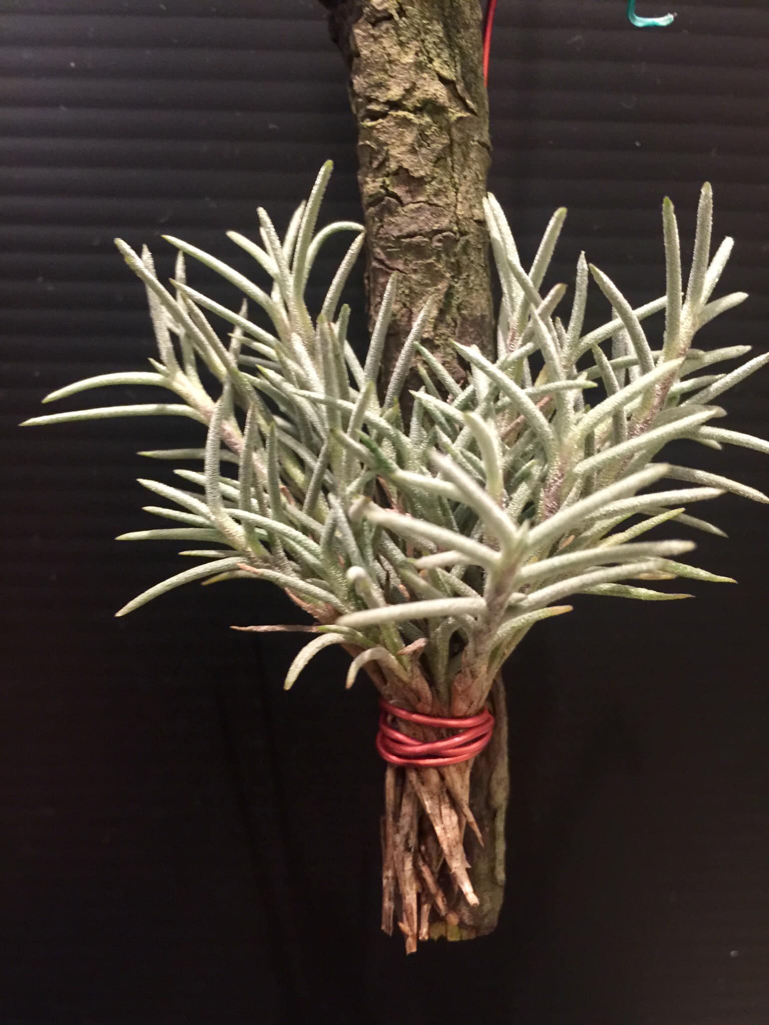 Tillandsia capillaris 'rose flower' species overview