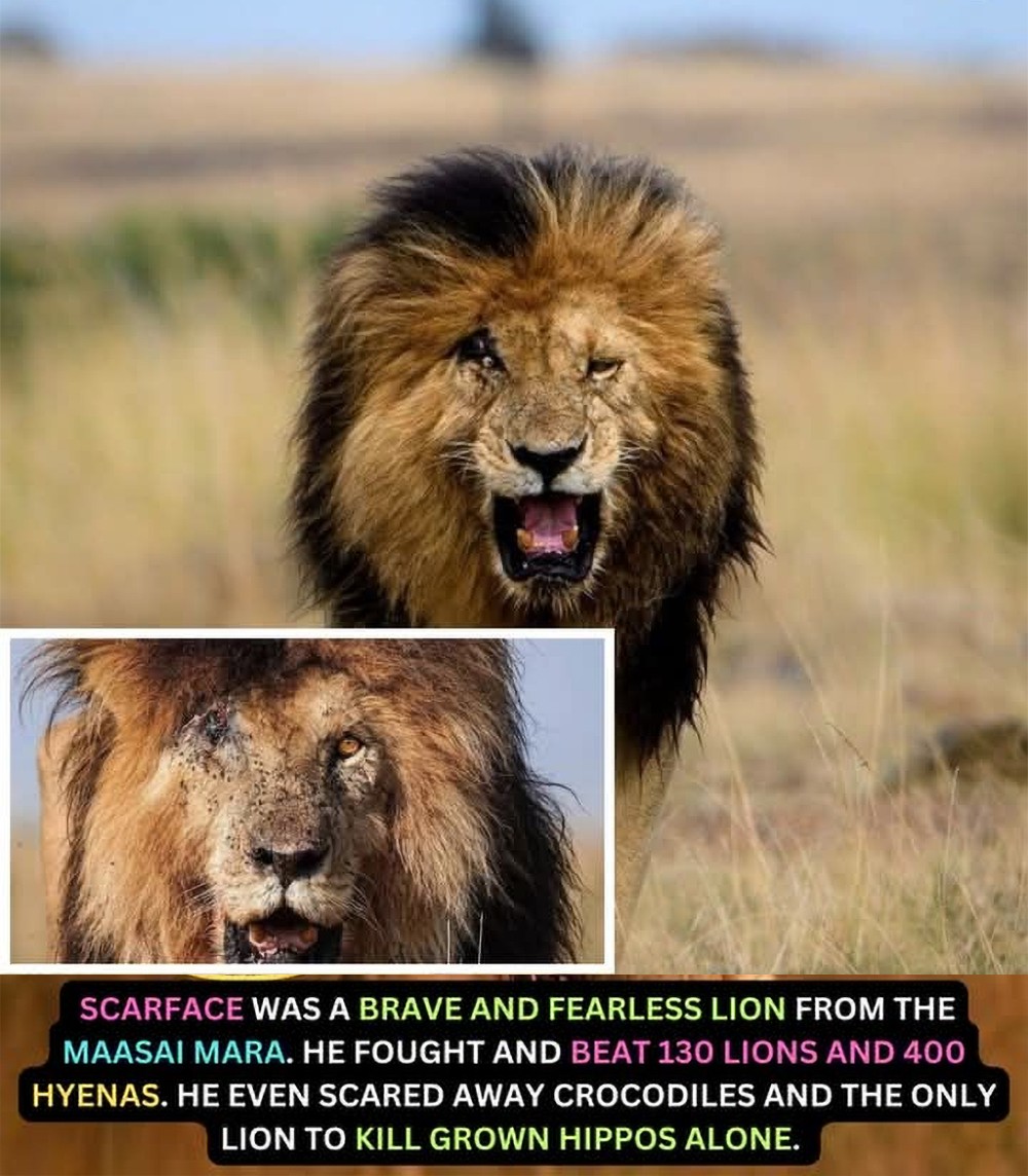 Some - Scarface – The Legend of the Maasai Mara Born in 2007, Scarface ...