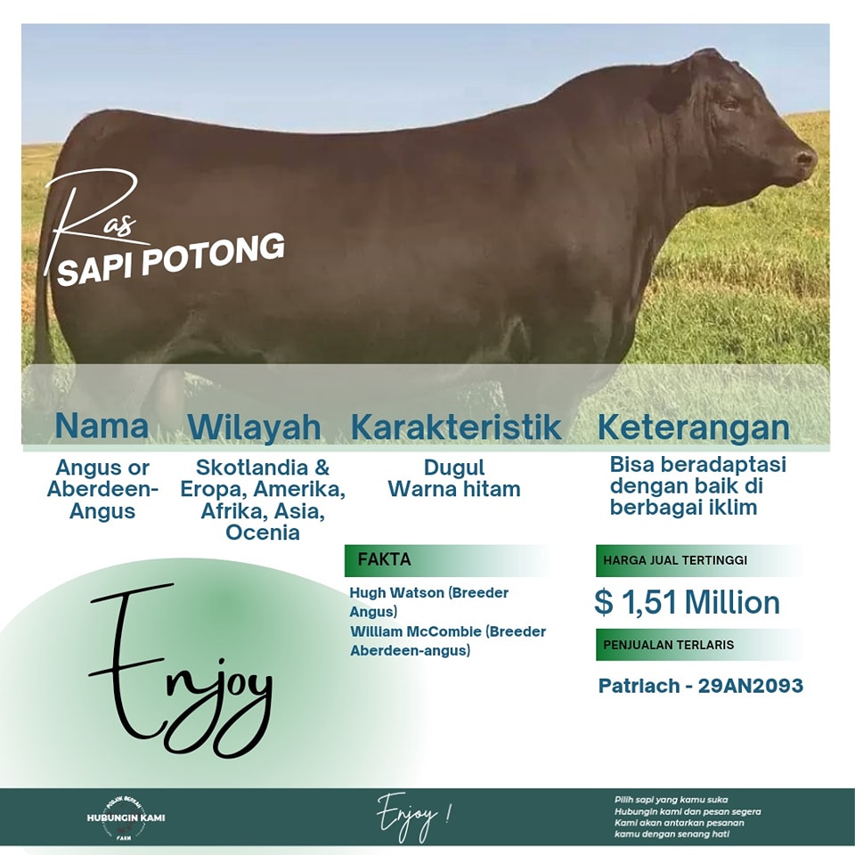 Sekilas tentang Sapi Angus #sapi... - podjokberkahfarm