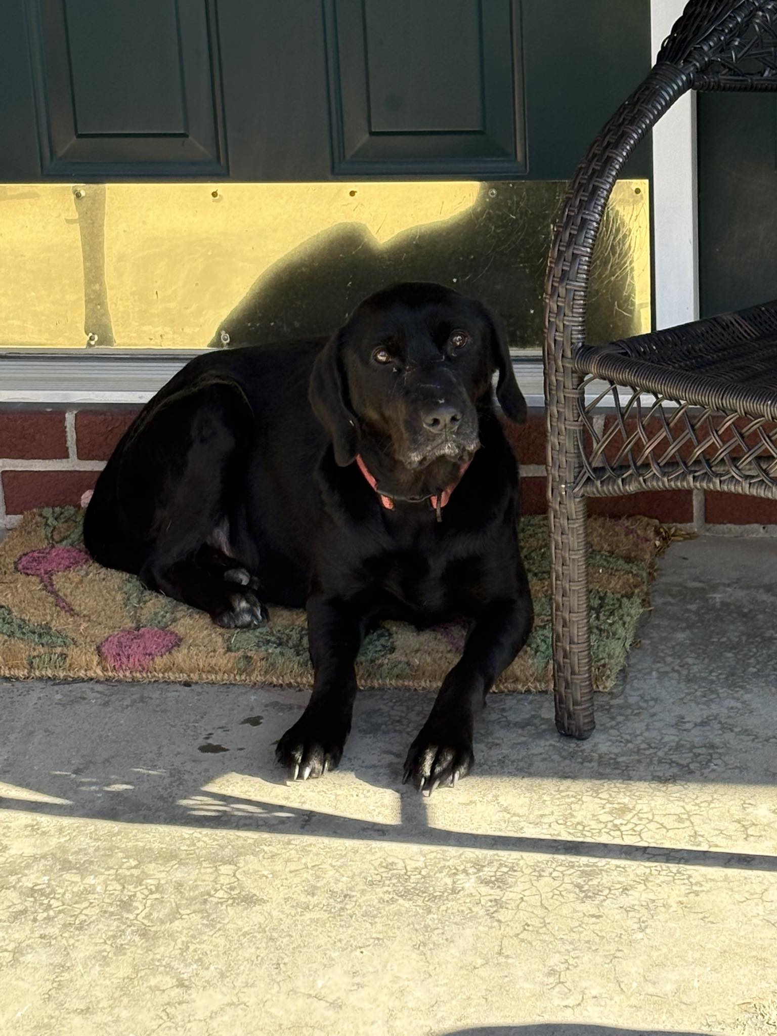 lost and found animals in clarion county | Scared black lab at my house ...