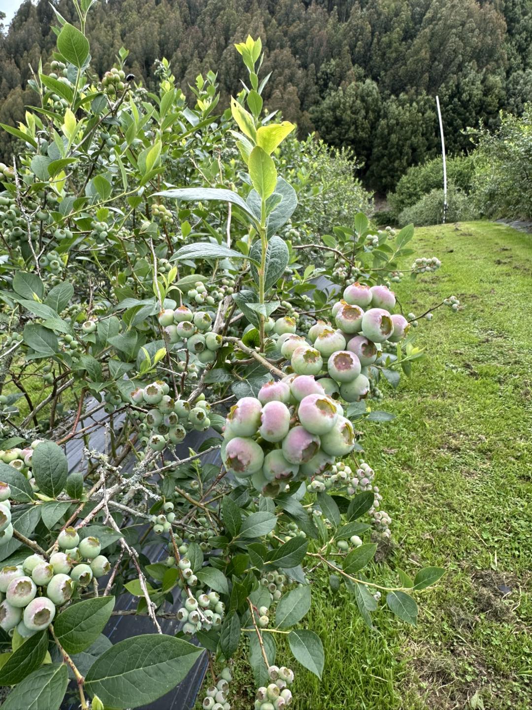 Te Kopia Farm Blueberries | Rotorua