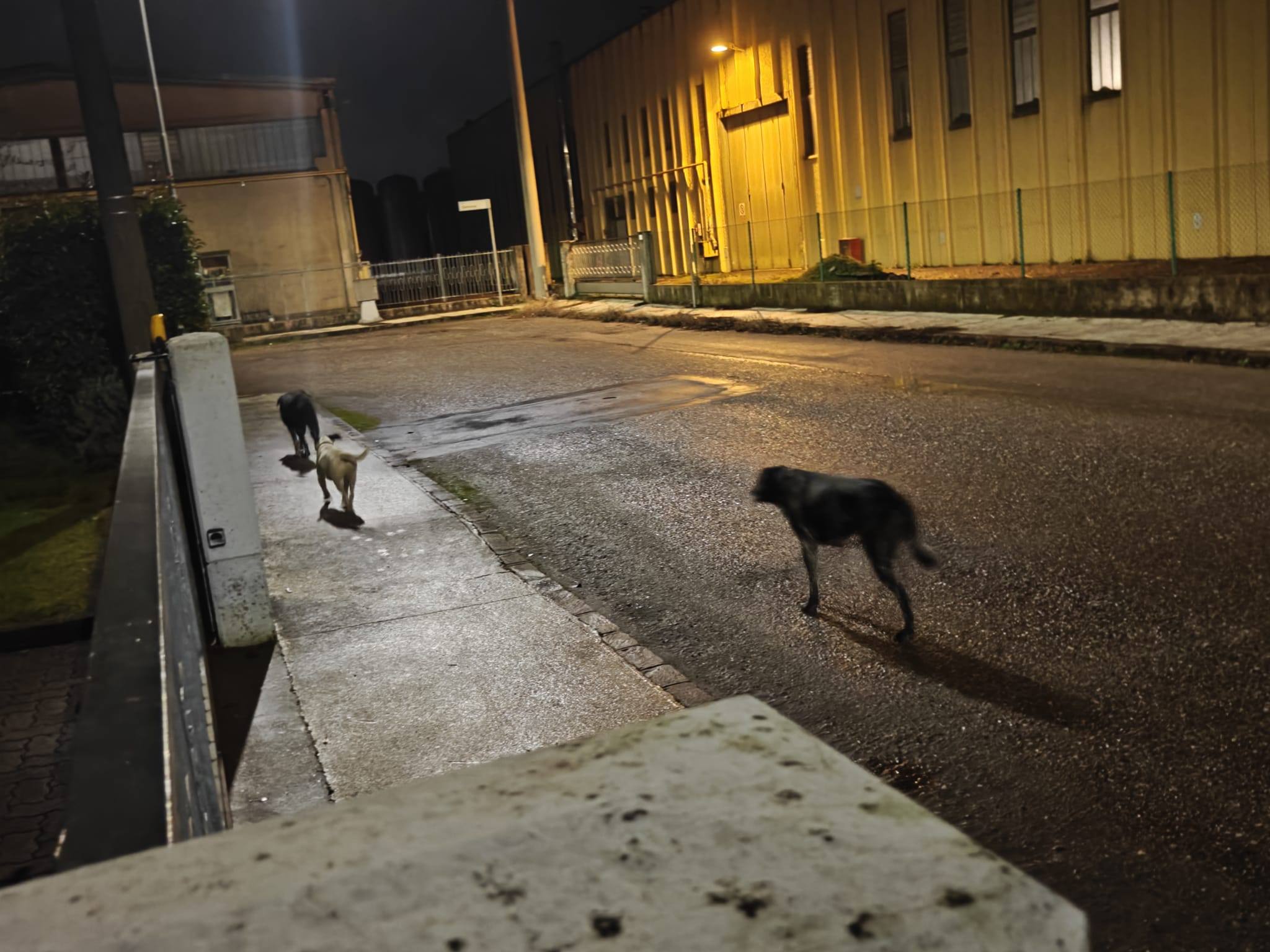 Canile - 🐾Ciao a tutti, mi chiamo Yugan e la prossima settimana entrerò ...