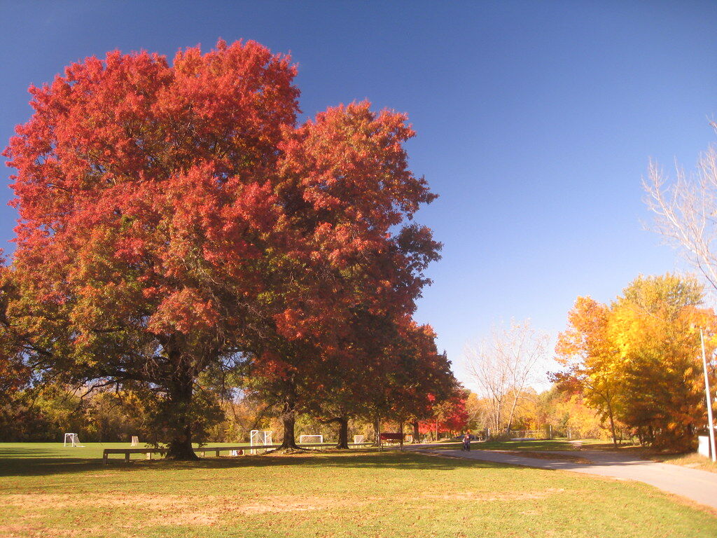 Hoerr - Did you know that oaks are the most important tree you can ...