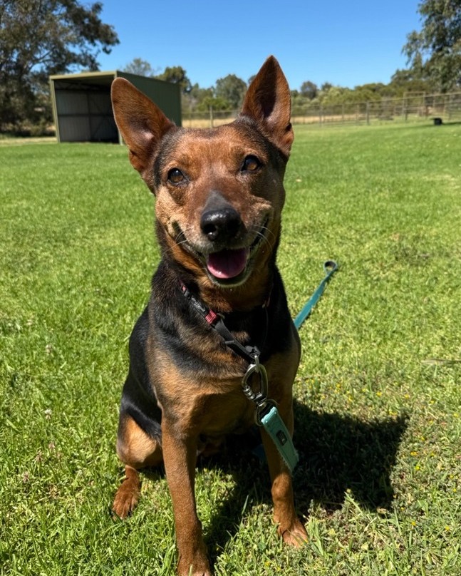 RSPCA WA - RSPCA WA added a new photo — at Sir James...