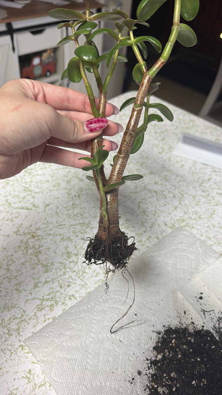 HELP! What do I do with this jade? Is it root rot? | Facebook