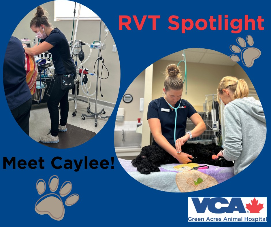 Green - RVT Spotlight: Caylee As we celebrate RVT Month, today we’re ...