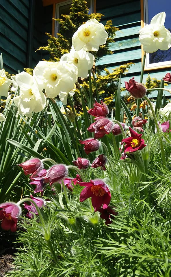 Seaflower Garden & Design | Arrowsic ME