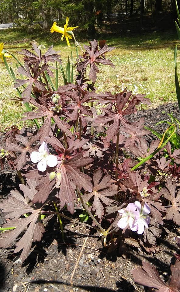 Seaflower Garden & Design | Arrowsic ME