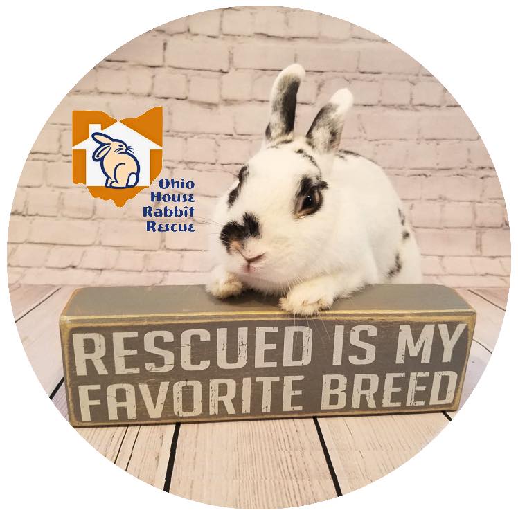 Mara is a domestic rabbit that needed help after being abandoned ...