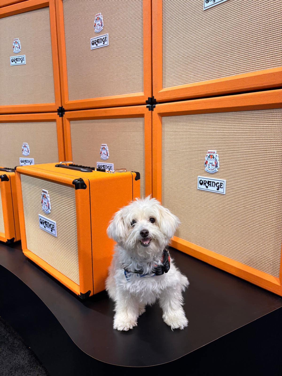Official NAMM greeter reporting for... - Orange Amplifiers | Facebook