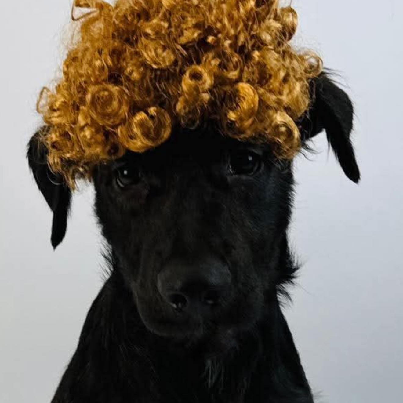 Adopt Jean Grey! 💛 At just 11... - Jenni's Rescue Ranch | Facebook