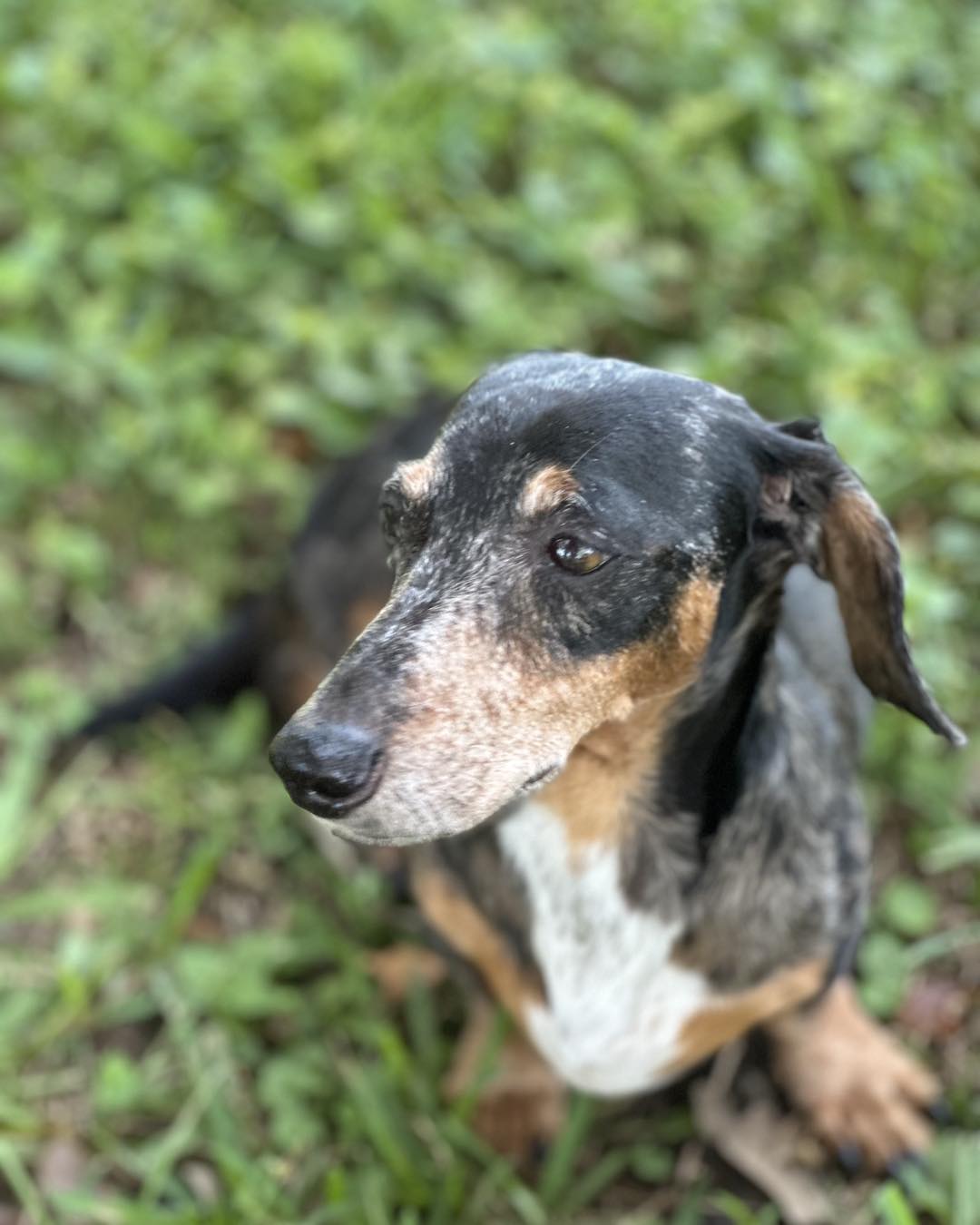 Dachshund Rescue South Florida - Meet Brando, a sweet 4-year-old male ...