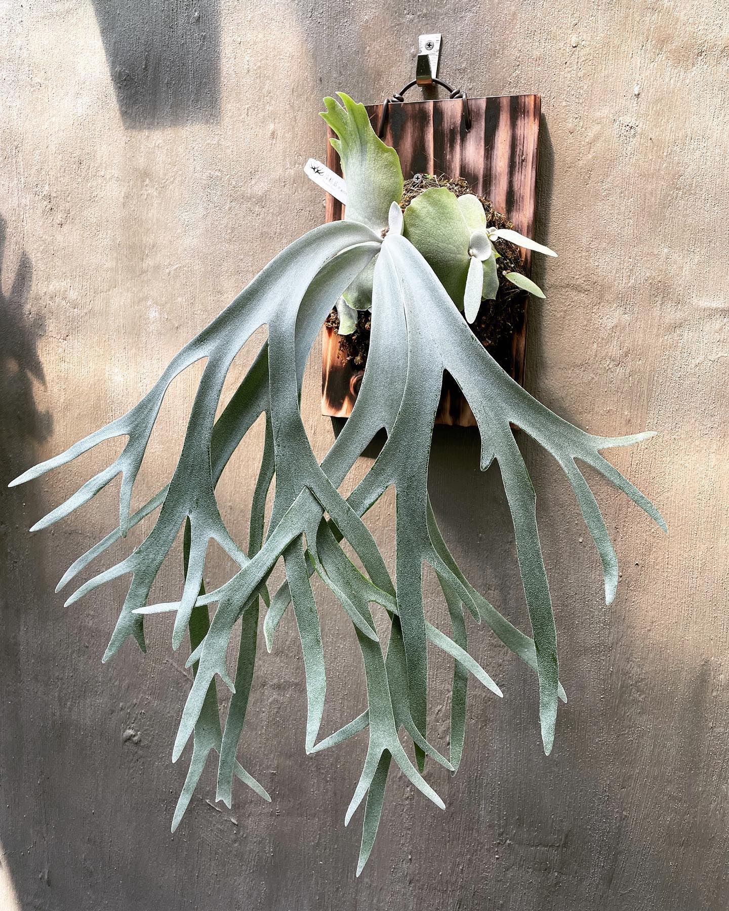 P.willinckii 月光爪哇　OC⑥ P.willinckii /