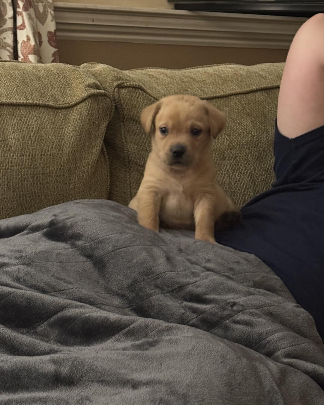 Freedom Labradors | Forestdale MA
